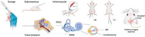 Pharmacological Approaches to Hearing Loss .